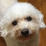 返信をしない失礼な人はお断りだワン